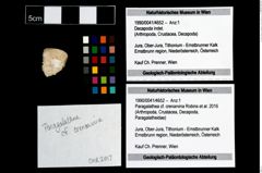 Foto (Objekt + Etikett) von Paragalathea cf. crenarvina (Robins et al., 2016)  (NHMW-GEO-1990-0041-4652)